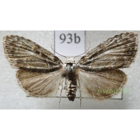 Meganola strigula (Denis & Schiffermüller, 1775) Czech93b